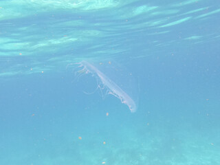 Jelly Fish in the Blue Sea