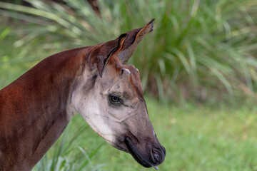 Naklejka na ściany i meble Close up of a endangered Okapi with out horns