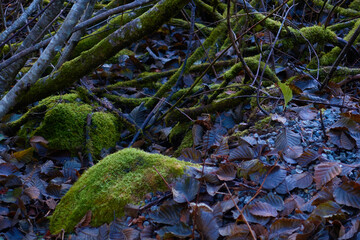 In the wood with lots of moss in Whistler, Canada