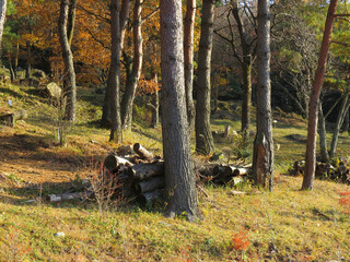 秋の山林
