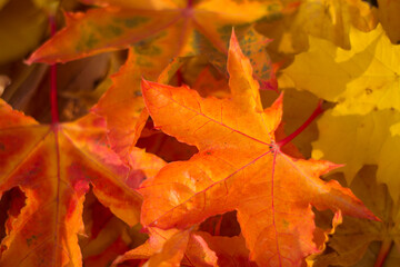autumn colorful maple leaves background close up