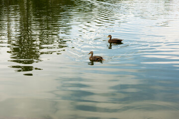 Patos en Parque Chapultepec