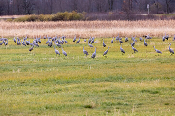 Obraz na płótnie Canvas Flock of sandhill cranes on field