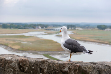 A seagull sits perched on an outer wall of the medieval abbey of Mont Saint-Michel in France, gazing off into the distance on a gloomy day.