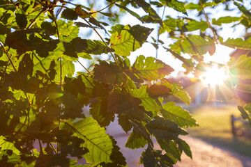 autumn leaves in the sun