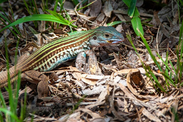 Texas Spotted Whiptail Eating A Grub 2