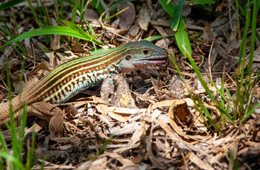 Texas Spotted Whiptail Eating A Grub