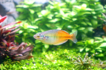 Boesemani Rainbow fish (Melanotaenia boesemani) Famous aquarium ornamental fish.