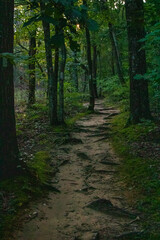 Hiking path in the forest of North Alabama