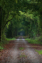 Fototapeta premium A Rails to Trails Walkway in Northern Alabama