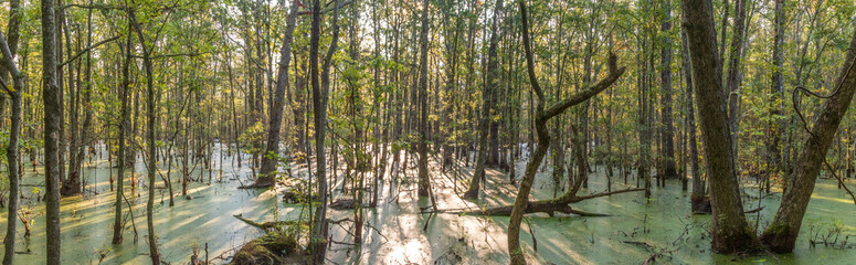 A panorama of a swamp in Alabama
