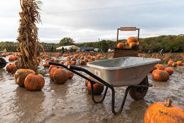 Wheelbarrow in a pumpkin field on a wet, muddy and overcast day.