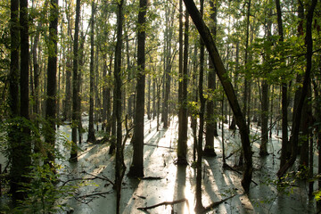 A Swamp in North Alabama