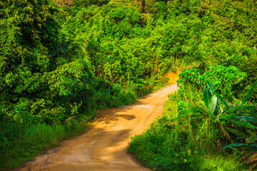 Natural background of morning light against trees or coastal mangrove forest, cool blurred wind, beauty according to the weather conditions during the day.