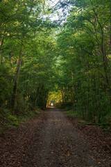 Fototapeta premium A Rails to Trails Walkway in Northern Alabama