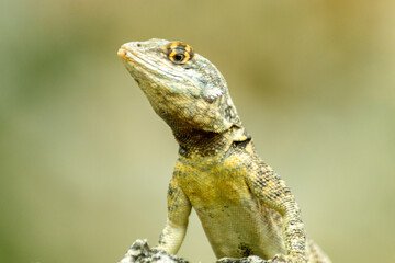 lizard on stone