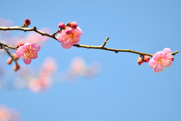 ピンクの梅の花