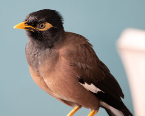 Indian Mynah bird standing on chair in a sydney Cafe