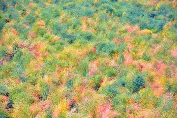 Textura natural, fondo vegetal muy colorido