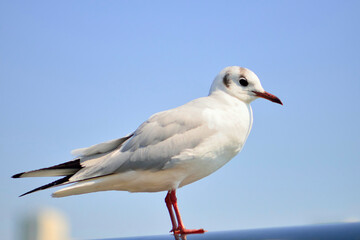 Obraz premium カモメ