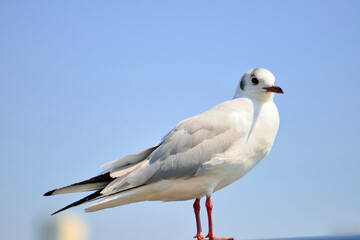 カモメ