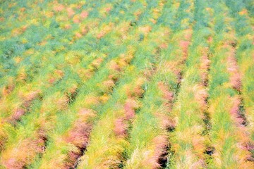 Textura natural, fondo vegetal muy colorido