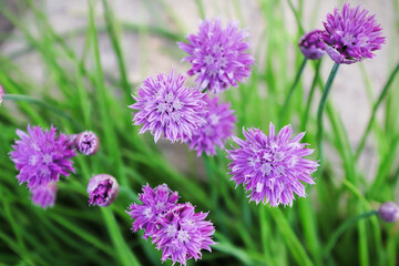 Closeup of chive blossoms in green stems