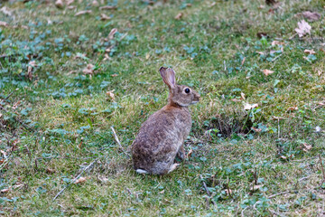 Wild rabbit on grass in garden