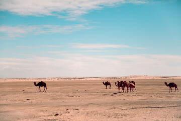 camels in the open desert 