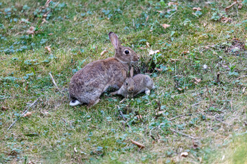 Wild rabbit on grass in garden