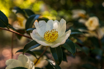 Obraz premium white flower in the garden