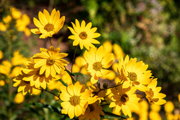 yellow flowers in the park