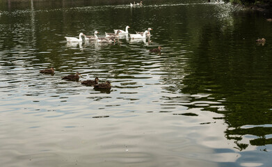 Lago de Chapultepec Ciudad de México