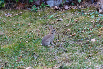 Obraz na płótnie Canvas Wild rabbit on grass in garden