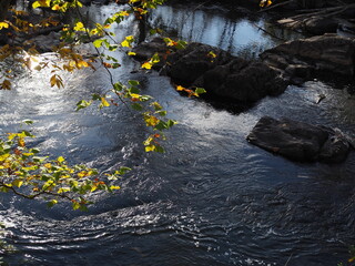 fall foliage along Potomac River