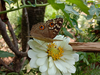 picture of lemon pansy ( junonia lemonias ) butterfly on white zinnia flower. Himachal pradesh, India