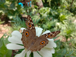 picture of lemon pansy ( junonia lemonias ) butterfly on white zinnia flower. Himachal pradesh, India