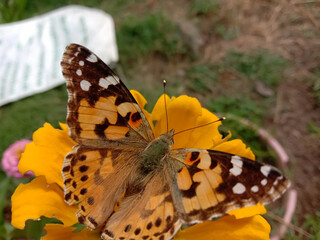picture of painted lady (vanessa cardui ) butterfly on yellow zinnia flower. Himachal pradesh, India