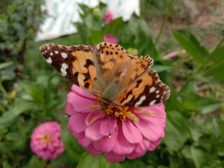 picture of painted lady (vanessa cardui ) butterfly on pink zinnia flower. Himachal pradesh, India
