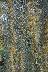 Weeping myall tree with pale yellow flowers, native to Australia