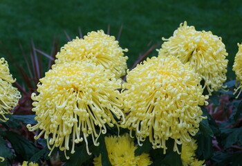 Light yellow color of spider mum 'Golden Splendour' flowers