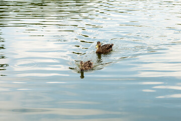 Patos en el Lago de Chapultepec