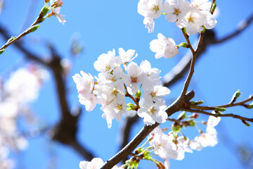 桜の花