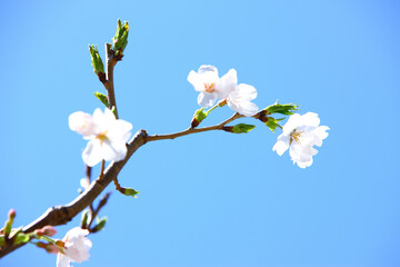 桜の花