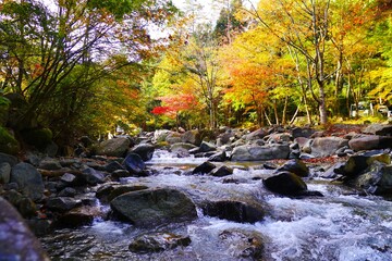 autumn in the forest