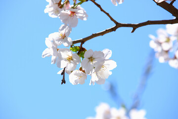 Obraz premium 桜の花