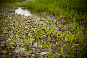 Grass and gravel in shallow water