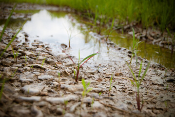 Grass and gravel in shallow water