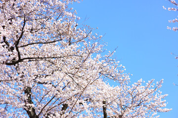 桜の花