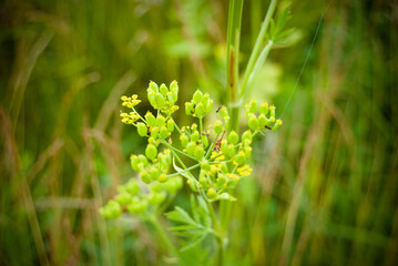 Rural wildflower in macro close up